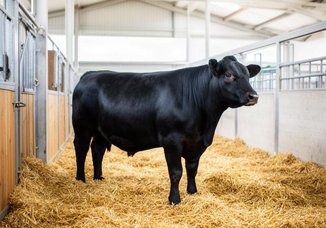 Junges Angus-Rind in einem hellen, sauberen Laufstall mit Stroheinstreu